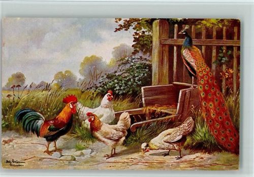 Serie Peluba 255 - Pfau und Hühner , Schubkarre