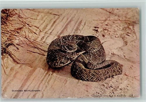 Diamond Rattlesnake 1909 AK