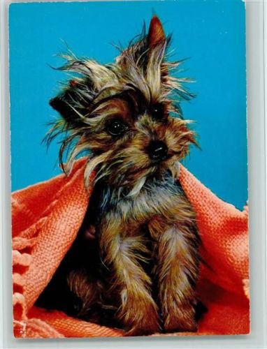 Yorkshire Terrier Welpe ca 1965 AK Yorkshire Terrier