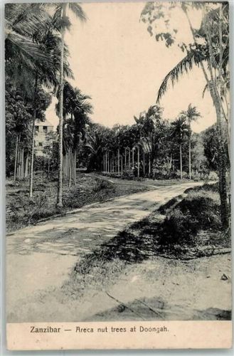 Sansibar Areca-Nussbaum bei Doongah