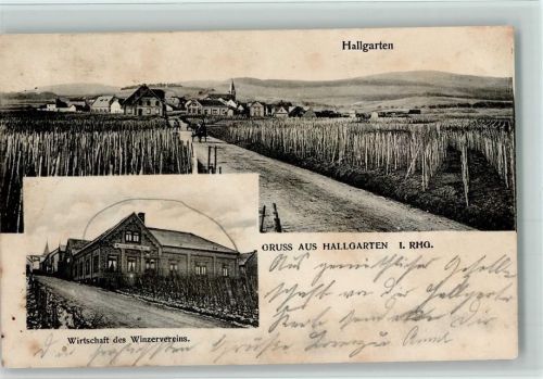 Hallgarten 1904 Wirtschaft des Winzervereins AK