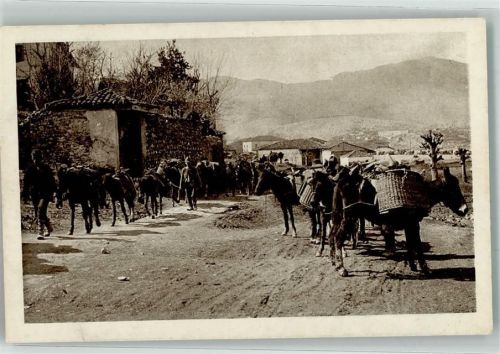 Shkodra Esel Tragtierkolonne