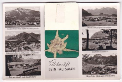 Unterwössen gepresstes Edelweiss Marquartstein Reit im Winkel