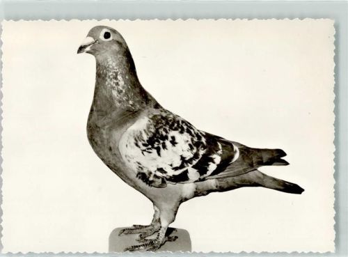 Varel 1966 Brieftaubenzucht