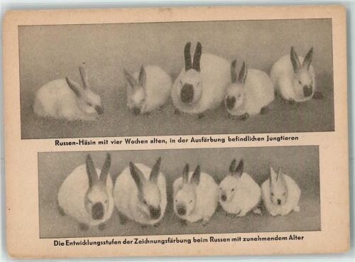 Zucht Russen Häsin und Jungtiere AK