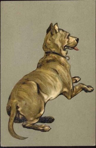 um 1900 Hund, Rasse