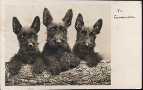 1942 3 Scotch- Terrier, die Unzertrennlichen,BNK