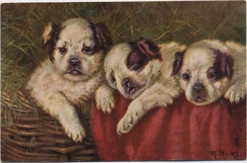 3 Hundebabies, Bernhardiner,H. K. & Co. M.,sign. M. Stocks