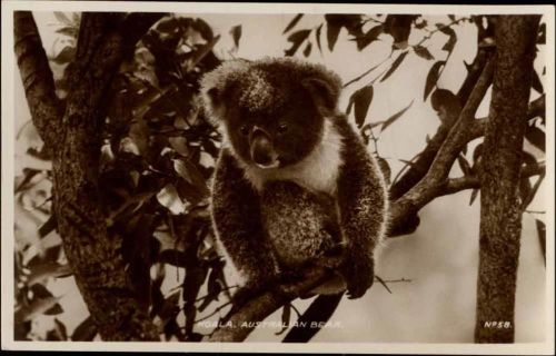 um 1930-40 Koala-Bär auf einem Baum