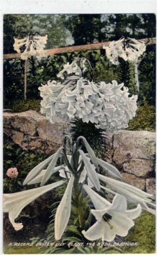 um 1910/230 England, United Kingdom, Bermuda, -A record Easter lily plant, Bermuda-, weiße Lilien, Blumen,Allan P. Thompsen