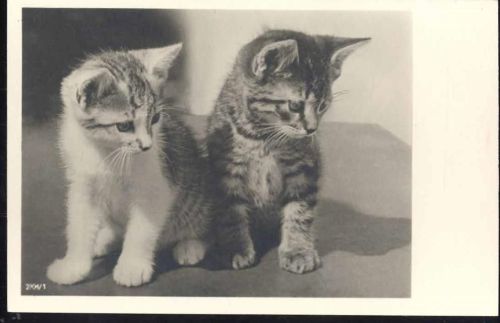 um 1930/40 Katzen AKU1