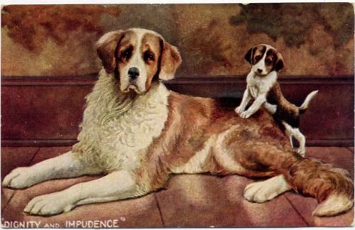 1909 Hunde, Bernhardiner mit Welpe, Künstler Ak Serie 539,H&S.B