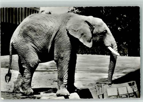 Tiergarten Afrikanischer Elefant Fotograf Leibling