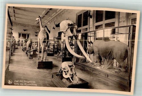 Tervuren Ausstellung Museum Zootiere
