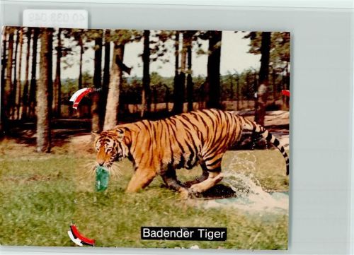 Stukenbrock Badender Tiger