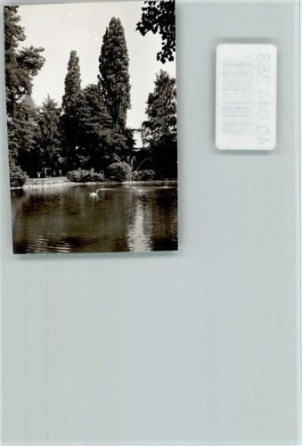 Hundsbach Schwan im Teich