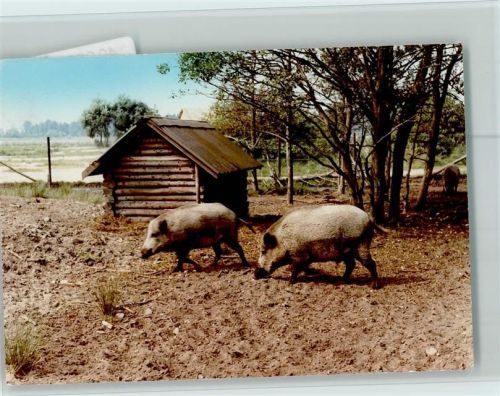 Meißendorf Wildschweine
