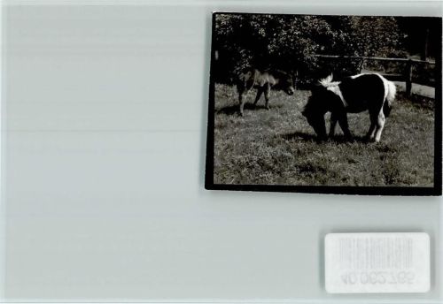 Braunschweig Zoo Shetland-Pony