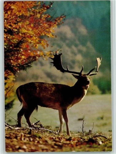 Hirsch mit Schaufelgeweih röhrt