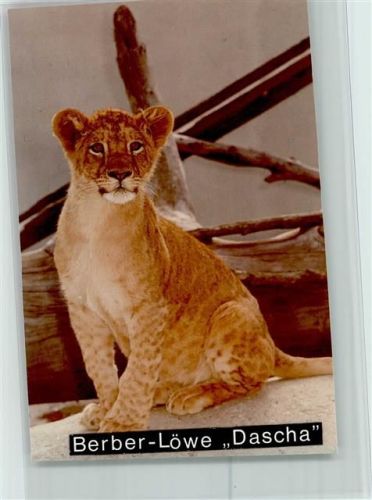 Hof Berber-Löwe Dascha