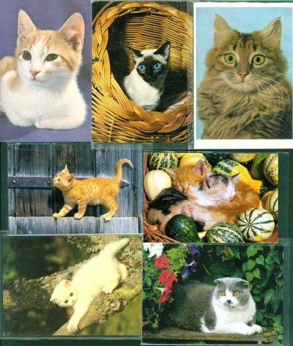 Katzen Lot mit 21 AK, 1958-1992; gute Erhaltung, teils gelaufen