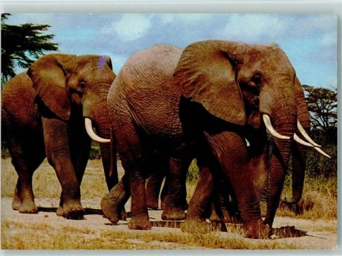Afrikanische Elefanten in der Herde