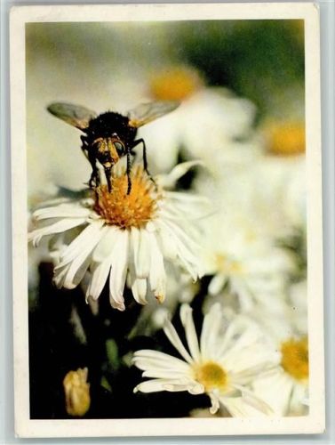 Biene bestäubt die Gänseblume AKU2