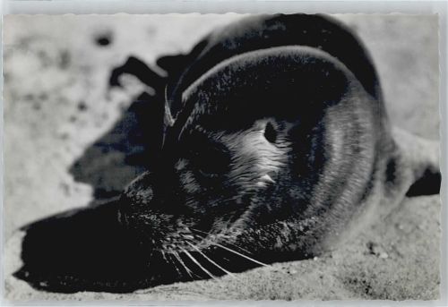 Sylt-Ost Seehund Strand