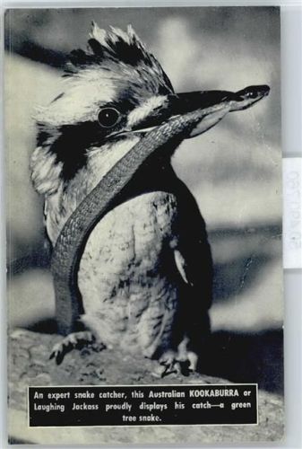 Vogel Kookaburra
