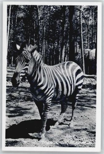 Tilburg Zebra Naturtierpark