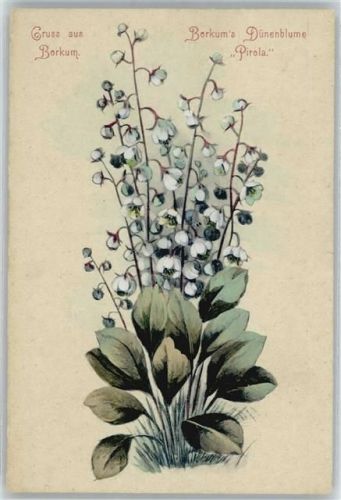 Borkum Blume