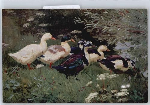 F.Gräßel , Enten gehen ins Wasser