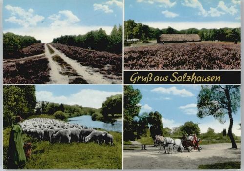 Salzhausen Schaf, Kutsche