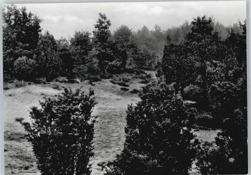 Ottenstein Wacholderheide Hörsteloe
