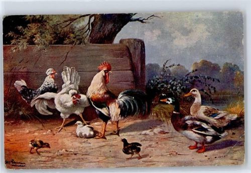 Ente , Hühner
