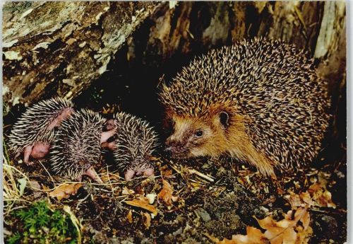 Igel Familie