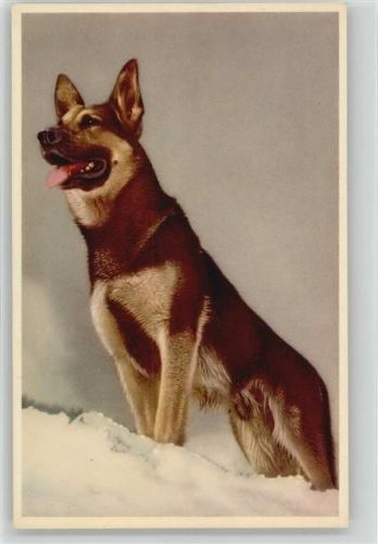 1930 color AK Schäferhund
