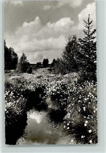 Milseburg Moorauge und Wollgrasblüte im Roten Moor Schönes Deutschland Die Rhön