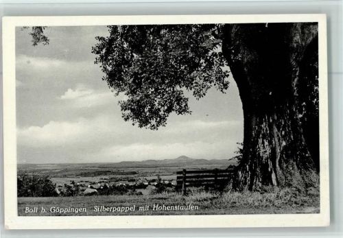 Boll Silberpappel mit Hohenstaufen