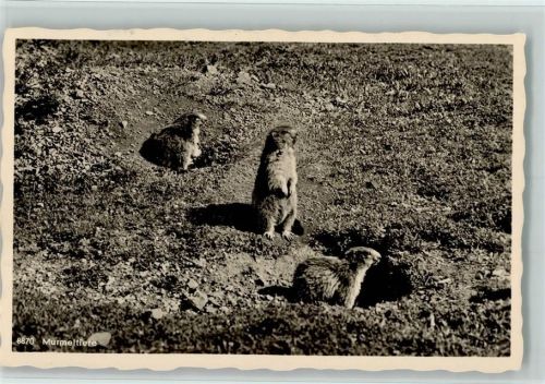 Einödsbach Murmeltiere