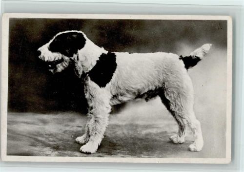 Hund