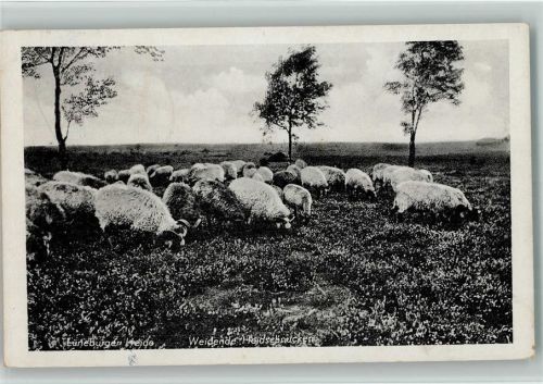 1946 Schäfer und seine Herde - Heidschnucken , Lüneburger Heide AK