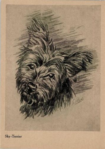 Sky-Terrier sign. Peyle