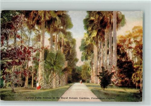 Peradeniya Talipot Palm Avenue in the Royal Botanic Gardens