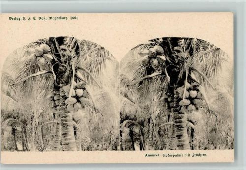 um 1900 - Verlag Voß Nr. 1001 , Kokospalme mit Früchten AK