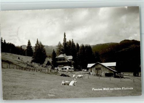 Flattnitz Pension Müllnerhütte Kühe