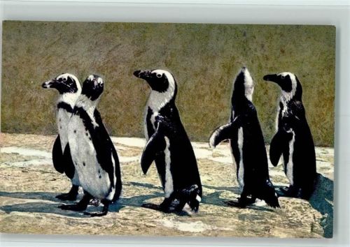 Brillenpinguine