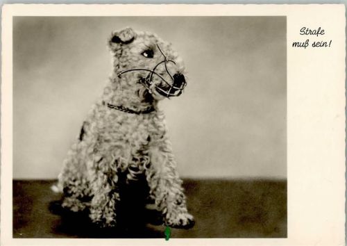 Foxterrier