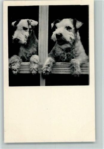 Zwei Foxterrier