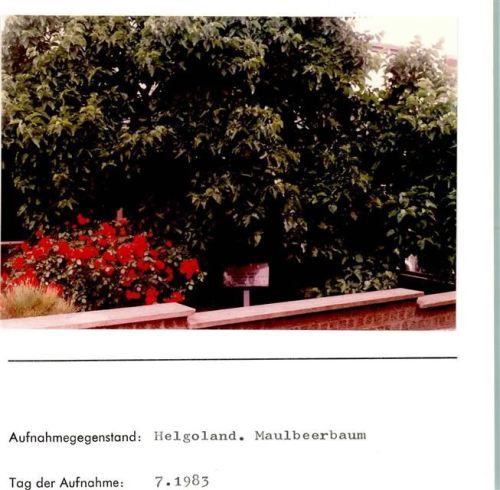Helgoland Maulbeerbaum Foto montiert auf Karton